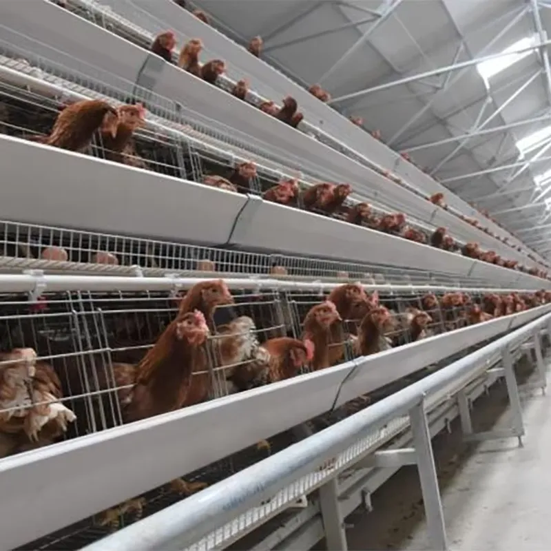 H Type Layer Cages for Poultry - огляд і ціна Farming Africa